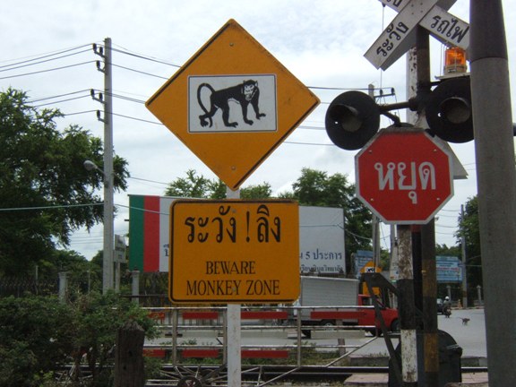 Beware Monkey Zone ! Lopburi - Thailand